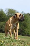 BOERBULL 022